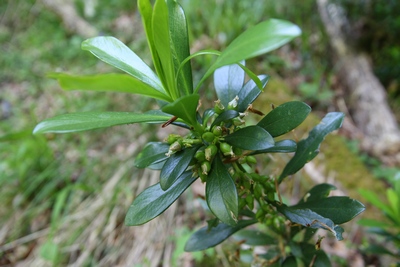 daphne fruits