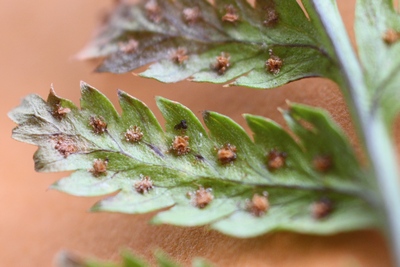 dryopteris carthusiana sores