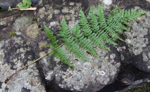 dryopteris dilaté 1