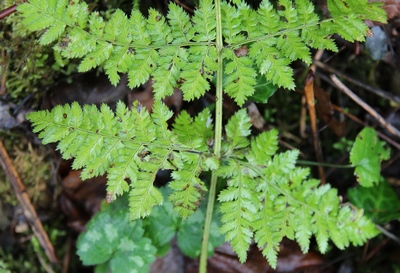 dryopteris dilaté 2