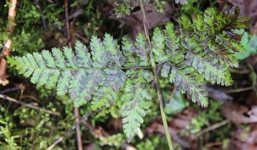 dryopteris dilaté 3