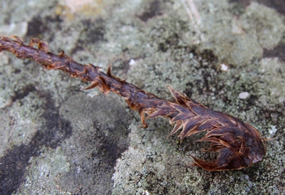 dryopteris dilaté 4