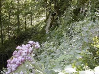 adénostyles dans la forêt