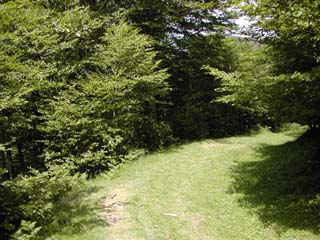 entrée dans la forêt