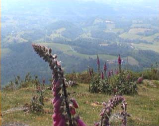 digitales et vue sur la vallée