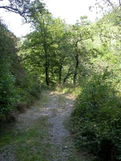 chemin ombragé