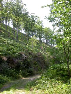 au pied des grands hêtres