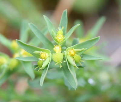 euphorbe exiguë fleur