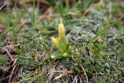 gentianelle champêtre