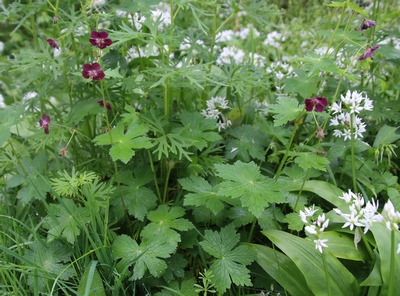 geranium livide