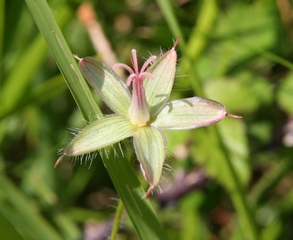 fruit geranium sanguin