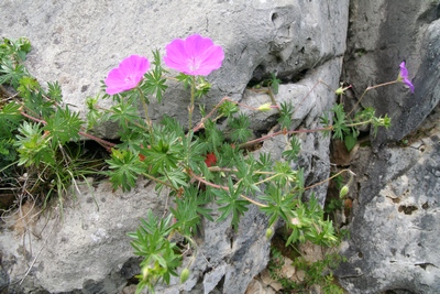 geranium sanguin complet