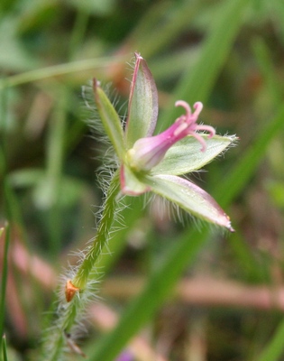 geranium sanguin fruit