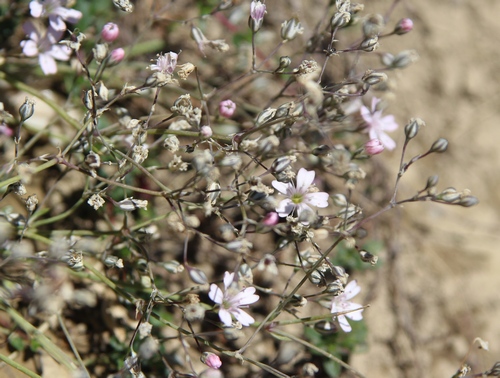 gypsophile