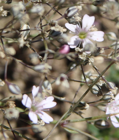 gypsophile