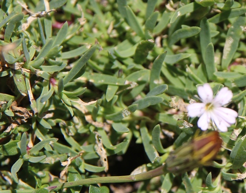 gypsophile