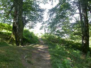 autre zone de forêt