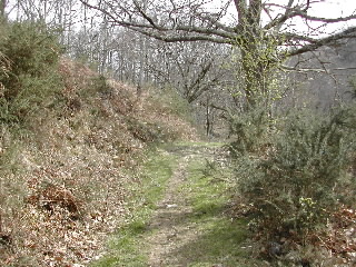 montée dans la forêt