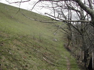 sortie de la forêt