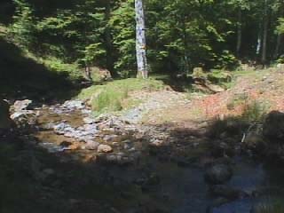 le ruisseau, près de la route