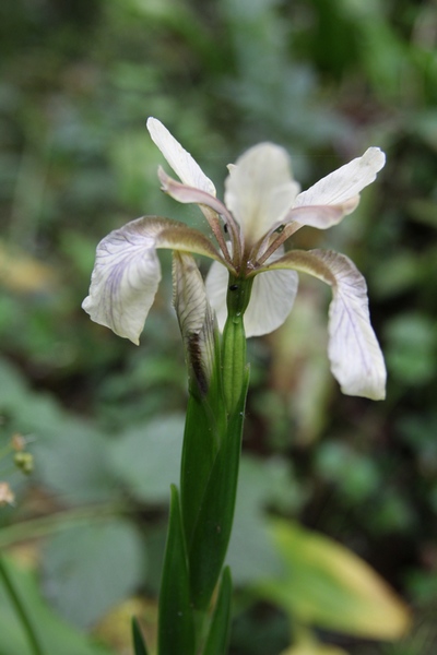 iris fetide2