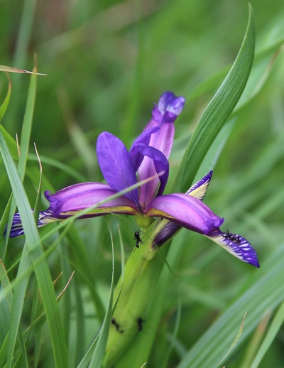 iris graminée 2