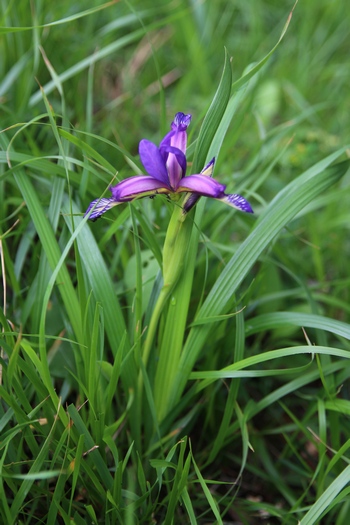 iris graminée 1