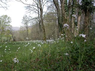 cardamines