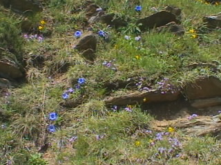 un vrai jardin botanique !