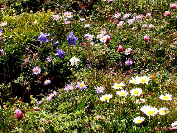 jardin botanique !