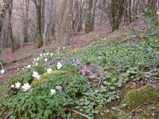 des fleurs du sous-bois