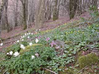 des fleurs du sous-bois