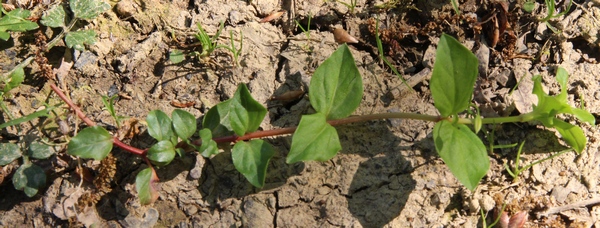 lysimaque des bois feuilles