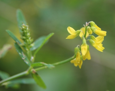 melilot eleve fleurs