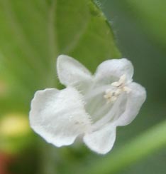 mélisse3
