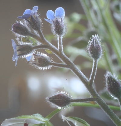 myosotis arvensis détails