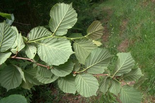 noisetier envers feuilles