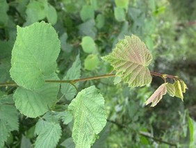 noisetier feuilles