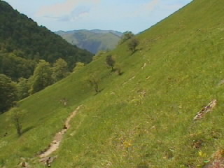 sortie de la forêt: pente herbeuse et fleurie