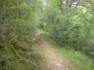 sentier ombragé