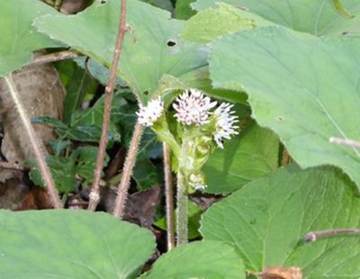 petasite