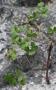 petit pigamon dessus des feuilles