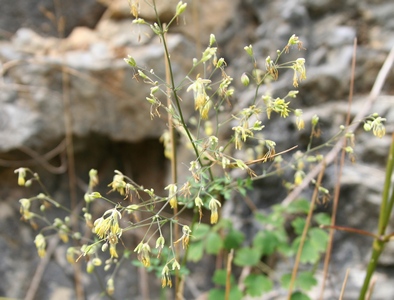 petit pigamon fleurs