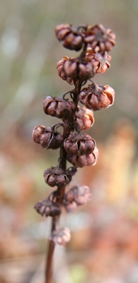 pyrole fruits