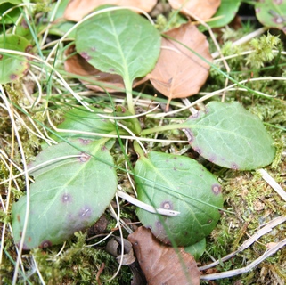 pyrole feuilles hiver