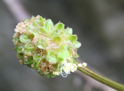 pimprenelle fleur male