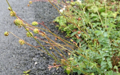 pimprenelle fleurs