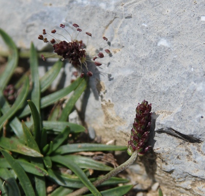 plantain alpes