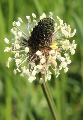 plantain lanceole fleur