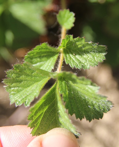 potentille rupestre